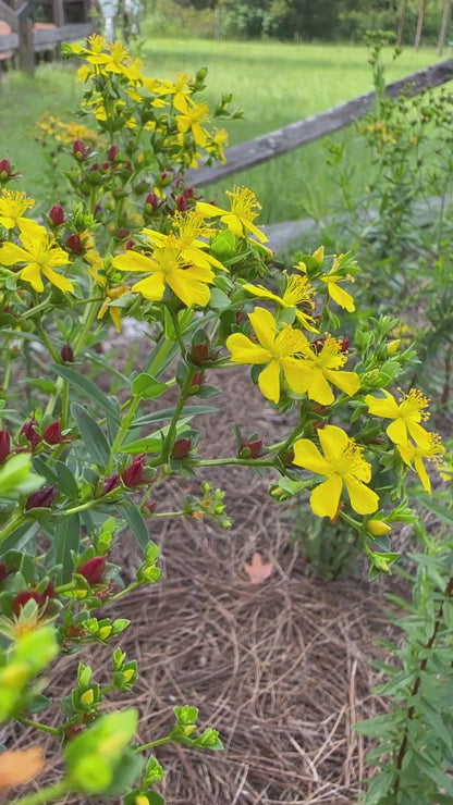 Hypericum cistifolium - Roundpod St. John’s Wort