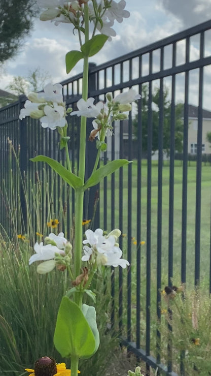 Penstemon multiflorus - Manyflower beardtongue