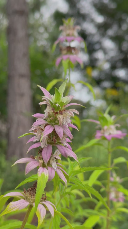 Monarda punctata - Spotted beebalm