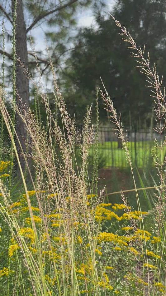 Sporobolus junceus - Pineywoods dropseed